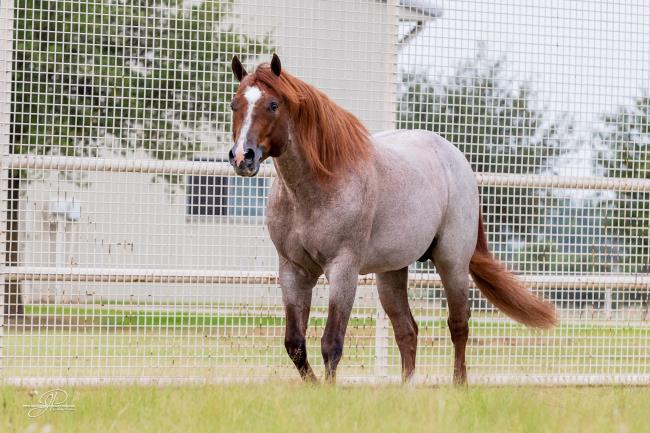 VS CODE RED  pasture 2019-6524.jpg